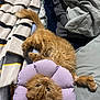 Winnie is registered to the contest to win money with this photo: bed, blanket, cat, collar, cozy, curious_eyes, cute, domestic_animal, feline, flower_shaped_collar, fluffy, indoor, orange_cat, pet, pillow, relaxed, resting, sleepy, soft_texture, upside_down