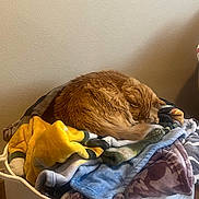 Winnie is registered to the contest to win money with this photo: animal, basket, blanket, cat, colorful, comfort, cozy, curled_up, fur, furniture, home, indoor, orange_cat, pet, pile, relaxation, resting, sleeping, soft, warm