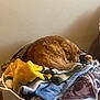 cat, orange_cat, sleeping, blanket, basket, cozy, indoor, pet, fur, curled_up, resting, furniture, soft, home, animal, relaxation, warm, comfort, pile, colorful