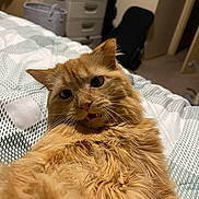 Winnie joined the competition — help win amazing prizes! animal, bed, bedroom, blanket, cat, closeup, cozy, cute, domestic, dresser, expression, fluffy, fur, furniture, indoor, looking_at_camera, orange_cat, pet, relaxed, whiskers