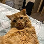 animal, bed, bedroom, blanket, cat, closeup, cozy, cute, domestic, dresser, expression, fluffy, fur, furniture, indoor, looking_at_camera, orange_cat, pet, relaxed, whiskers