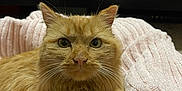 Winnie is registered to the contest to win money with this photo: animal, blanket, cat, cozy, cute, domestic_animal, feline, fluffy, fur, indoor, looking_at_camera, orange_cat, paws, pet, pink_blanket, portrait, relaxed, resting, soft_texture, whiskers