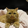 Winnie is registered to the contest to win money with this photo: animal, blanket, cat, cozy, cute, domestic_animal, feline, fluffy, fur, indoor, looking_at_camera, orange_cat, paws, pet, pink_blanket, portrait, relaxed, resting, soft_texture, whiskers