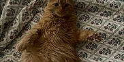 Winnie is registered to the contest to win money with this photo: animal, bedspread, cat, cozy, curious, cute, domestic_cat, fluffy, fur, ginger_cat, indoor, lying_down, mammal, patterned_bedspread, paws, pet, relaxed, resting, sleepy, whiskers