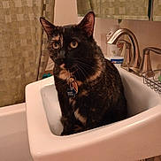 Boo is registered to the contest to win money with this photo: cat, tortoiseshell_cat, sink, bathroom, faucet, curtain, indoor, pet, collar, tag, animal, domestic_cat, feline, toothpaste, mirror, bathmat, tile_floor, plumbing, household, curious