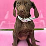 Athena participe au concours pour gagner de l'argent avec cette photo : animal, brown_dog, canine, closeup, collar, cute, dog, domestic_animal, ears, fur, indoor, looking_away, pet, pet_accessory, pink_background, pink_chair, portrait, puppy, sitting, young_dog