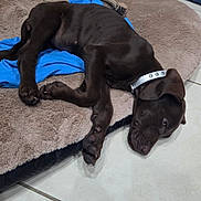 Athena a rejoint le concours — aidez-le/la à gagner de superbes lots ! animal, brown_dog, canine, collar, cozy, cute, dog, dog_bed, domestic_animal, floor_tile, indoor, pet, plush_toy, puppy, relaxed, resting, rope_toy, sleeping, toy, young_dog