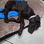 animal, brown_dog, canine, collar, cozy, cute, dog, dog_bed, domestic_animal, floor_tile, indoor, pet, plush_toy, puppy, relaxed, resting, rope_toy, sleeping, toy, young_dog