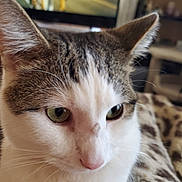 Willow is registered to the contest to win money with this photo: cat, close_up, tabby, white_fur, green_eyes, pet, animal, indoor, blurred_background, television, household, feline, whiskers, ears, nose, fur, domestic_cat, portrait, cozy, calm