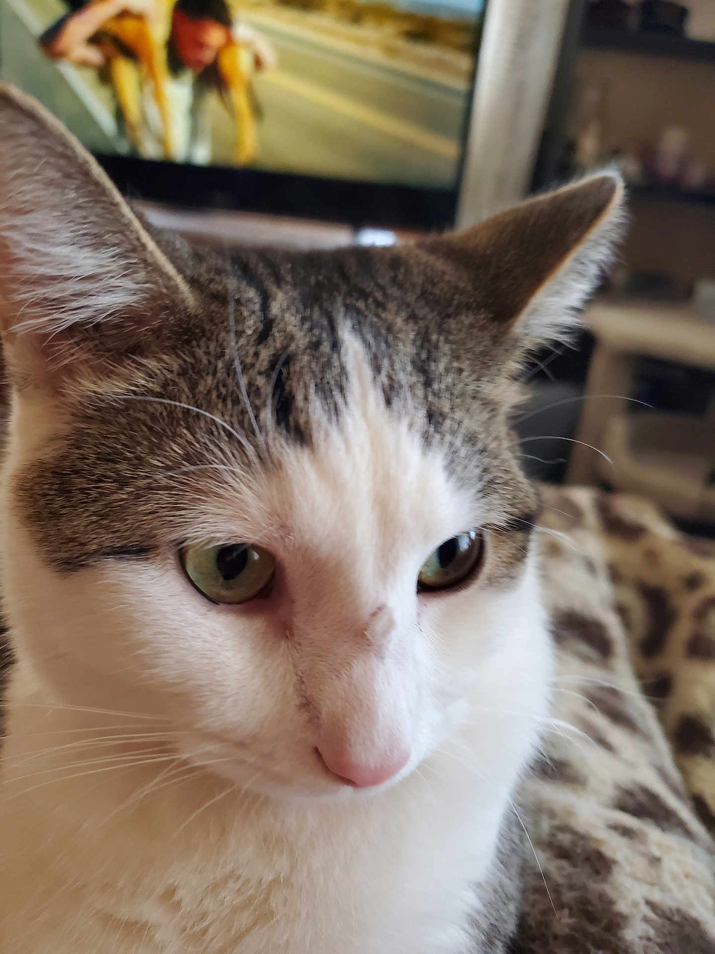 Willow is registered to the contest to win money with this photo: cat, close_up, tabby, white_fur, green_eyes, pet, animal, indoor, blurred_background, television, household, feline, whiskers, ears, nose, fur, domestic_cat, portrait, cozy, calm