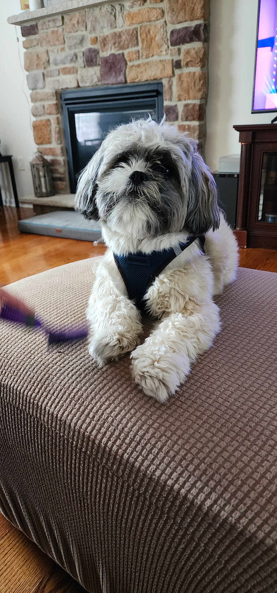 Jack joined the competition — help win amazing prizes! dog, fluffy, living_room, fireplace, stone_wall, wooden_floor, furniture, harness, pet, cute, cozy, ottoman, indoors, relaxed, brown, white, black, portrait, animal, home