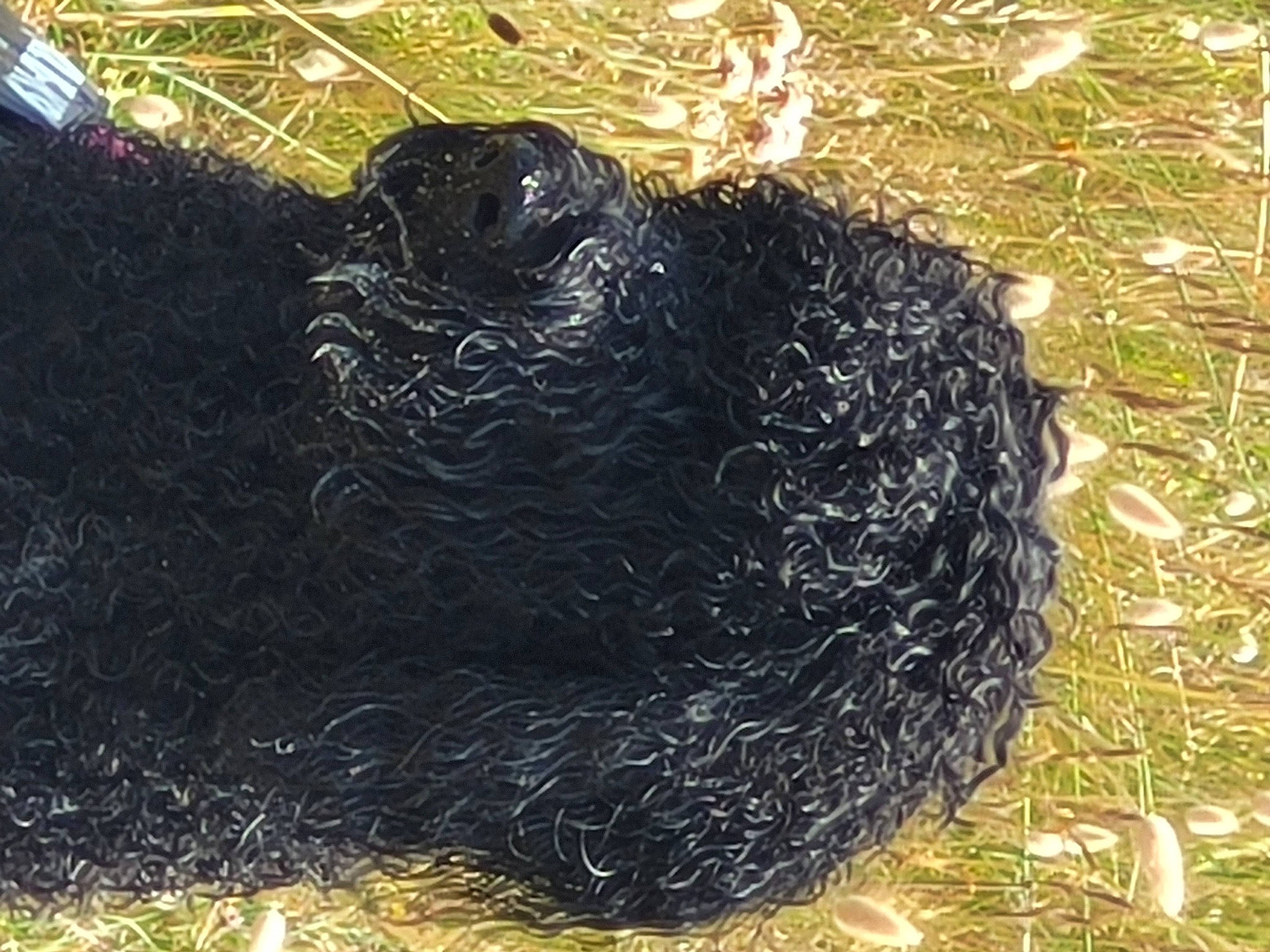 Stessy a rejoint le concours — aidez-le/la à gagner de superbes lots ! dog_breed, event, fur, grass, hay, snout, soil, sporting_group, straw, terrestrial_animal, working_animal