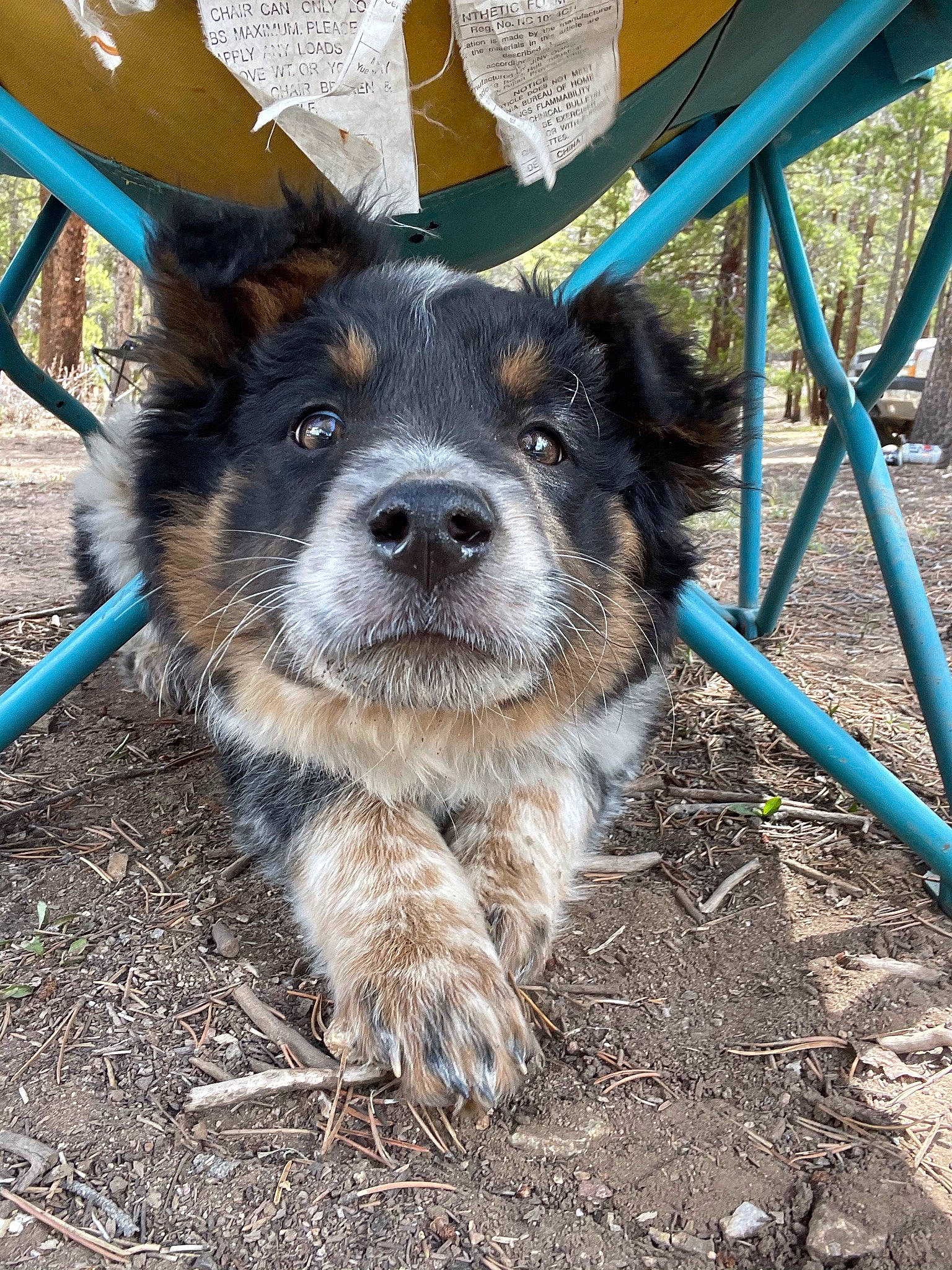 Django is registered to the contest to win money with this photo: canidae, carnivore, chair, collar, companion_dog, dog, dog_breed, dog_supply, electric_blue, fence, fur, outdoor_furniture, plant, snout, soil, sporting_group, terrier, whiskers, working_animal, working_dog