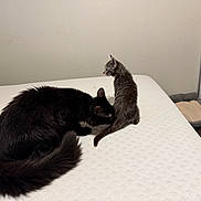 Monarch Uptain joined the competition — help win amazing prizes! cat, kitten, black_cat, tabby_cat, bed, indoor, pet_bed, feline, animal, domestic, curious, sniffing, white_bedspread, resting, small_animal, large_animal, tail, fur, quiet, household