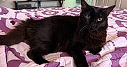 Monarch Uptain is registered to the contest to win money with this photo: cat, black_cat, bed, bedspread, purple, white, indoor, pet, feline, animal, whiskers, fur, relaxed, looking_at_camera, home, cozy, domestic, resting, eyes, ears