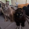 Monarch Uptain joined the competition — help win amazing prizes! cat, cats, gray_cat, black_cat, bed, bedroom, person, socks, furniture, indoor, pet, animal, fur, whiskers, relaxing, curious, domestic_animal, laying, home, cozy