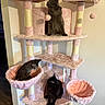 Monarch Uptain is registered to the contest to win money with this photo: cat, cats, cat_tree, furniture, indoor, pet, pets, pink, plush, animal, fur, curious, cozy, resting, multiple_animals, floor, wall, home, domestic, playful