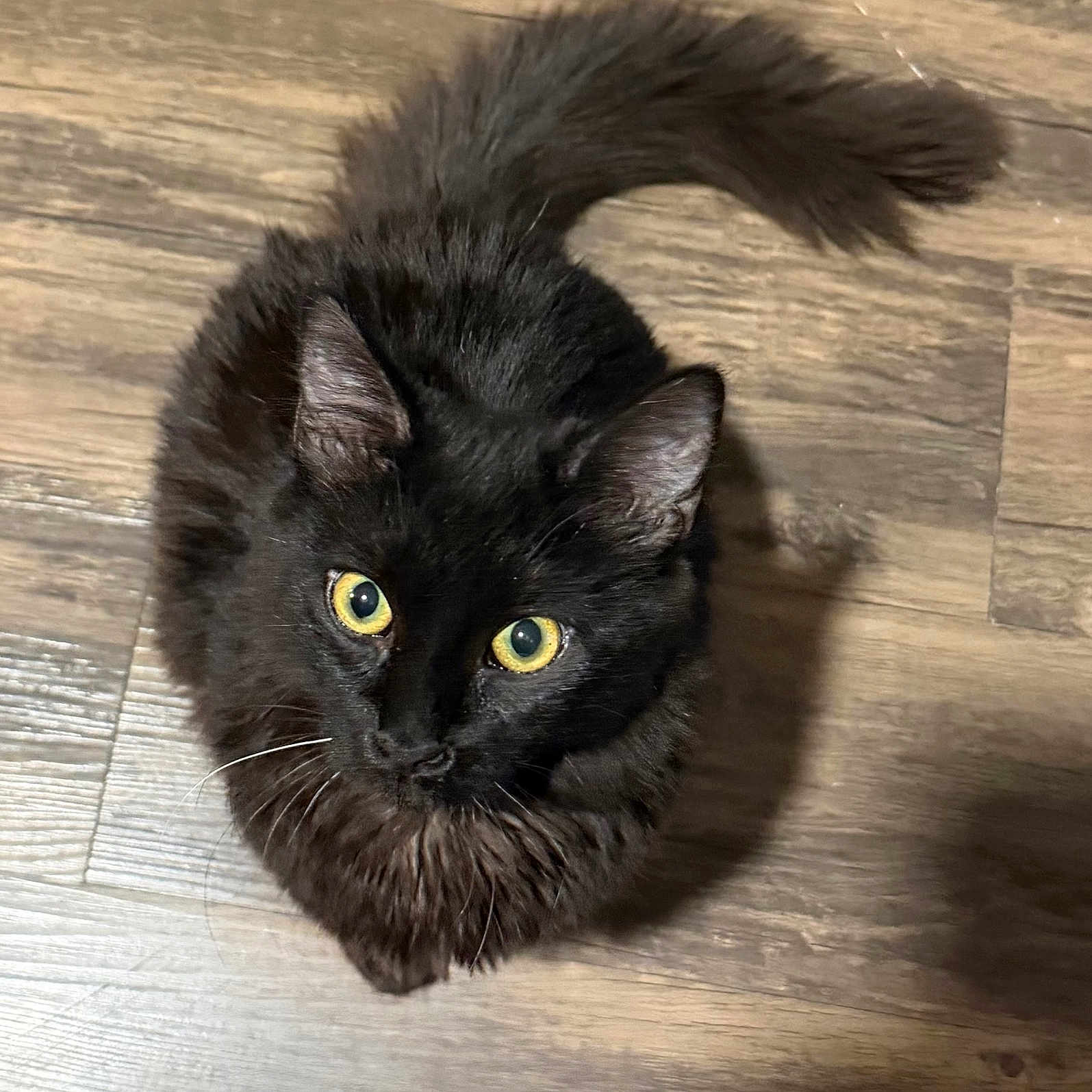 Monarch Uptain joined the competition — help win amazing prizes! cat, black_cat, yellow_eyes, fluffy, pet, animal, indoor, wooden_floor, curious, looking_up, whiskers, tail, feline, domestic_cat, cute, fur, close_up, portrait, alert, sitting