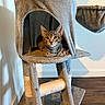 Shayla Uptain is registered to the contest to win money with this photo: cat, kitten, tabby, cat_tree, indoor, pet, animal, fur, furniture, cozy, resting, looking, wood_floor, gray, scratching_post, cute, small, ears, whiskers, eyes