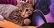 Shayla Uptain joined the competition — help win amazing prizes! cat, kitten, tabby, indoor, cozy, pillow, purple, orange, furry, pet, cute, animal, whiskers, ears, closeup, resting, curious, domestic, young, cute_pet