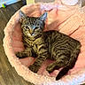 Shayla Uptain is registered to the contest to win money with this photo: cat, kitten, tabby, pet, animal, feline, cute, fluffy, pink_basket, indoor, relaxing, cozy, fur, whiskers, ears, paw, resting, wooden_floor, home, curious