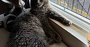 Shadow Uptain is registered to the contest to win money with this photo: cat, gray_cat, fluffy_fur, windowsill, window, purple_curtain, indoor, natural_light, relaxed, pet, feline, fur, paw, decor, lamp, cozy, sunlight, resting, animal, home