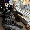 cat, gray_cat, fluffy_fur, windowsill, window, purple_curtain, indoor, natural_light, relaxed, pet, feline, fur, paw, decor, lamp, cozy, sunlight, resting, animal, home