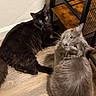 cat, black_cat, gray_cat, pets, indoor, floor, wood_floor, furniture, shelf, curious, fluffy, yellow_eyes, looking_up, domestic_cat, animal, cute, whiskers, ears, two_animals, relaxed