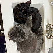 Shadow Uptain is registered to the contest to win money with this photo: cat, cats, black_cat, gray_cat, pets, sink, bathroom, fur, cute, cozy, curled_up, yellow_eyes, fluffy, domestic_cat, companions, resting, indoor, animal, cute_animals, companionship