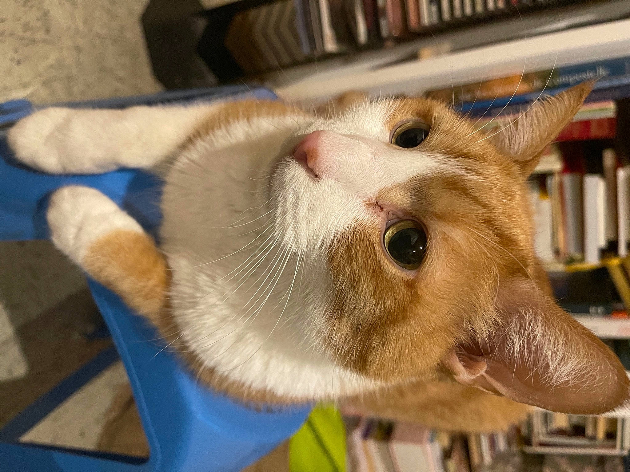 Horacio participe au concours pour gagner de l'argent avec cette photo : animal_shelter, bookcase, carnivore, cat, cat_supply, devon_rex, domestic_short_haired_cat, fang, fawn, felidae, fur, paw, publication, shelf, shelving, small_to_medium_sized_cats, snout, tail, thai, whiskers