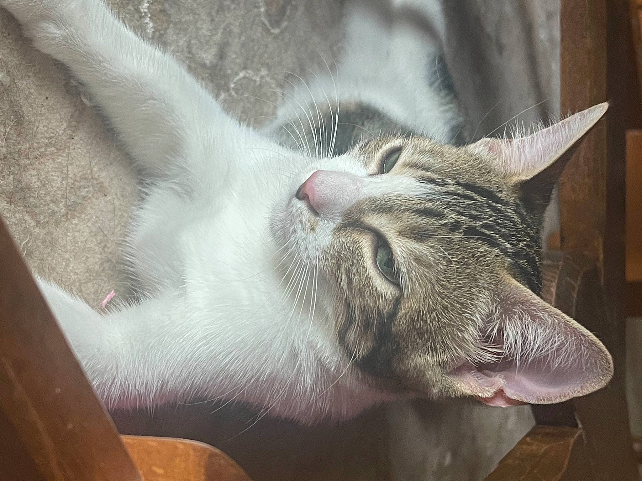 Lila participe au concours pour gagner de l'argent avec cette photo : carnivore, cat, cat_supply, claw, comfort, domestic_short_haired_cat, felidae, fur, grey, nap, paw, sleep, small_to_medium_sized_cats, tail, whiskers, window