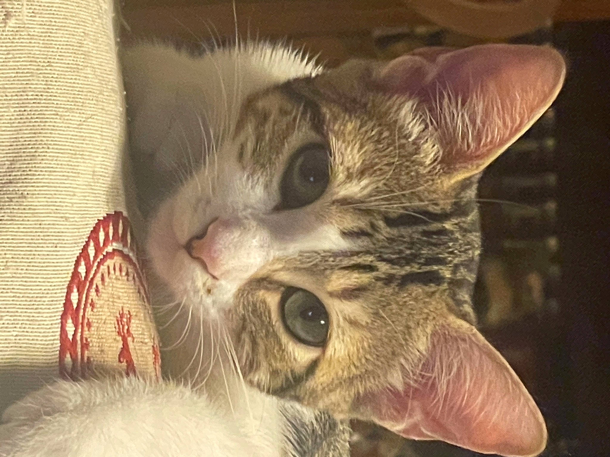 Lila a rejoint le concours — aidez-le/la à gagner de superbes lots ! carnivore, cat, cat_supply, claw, close_up, comfort, domestic_short_haired_cat, ear, eyelash, fang, felidae, fur, paw, small_to_medium_sized_cats, snout, whiskers