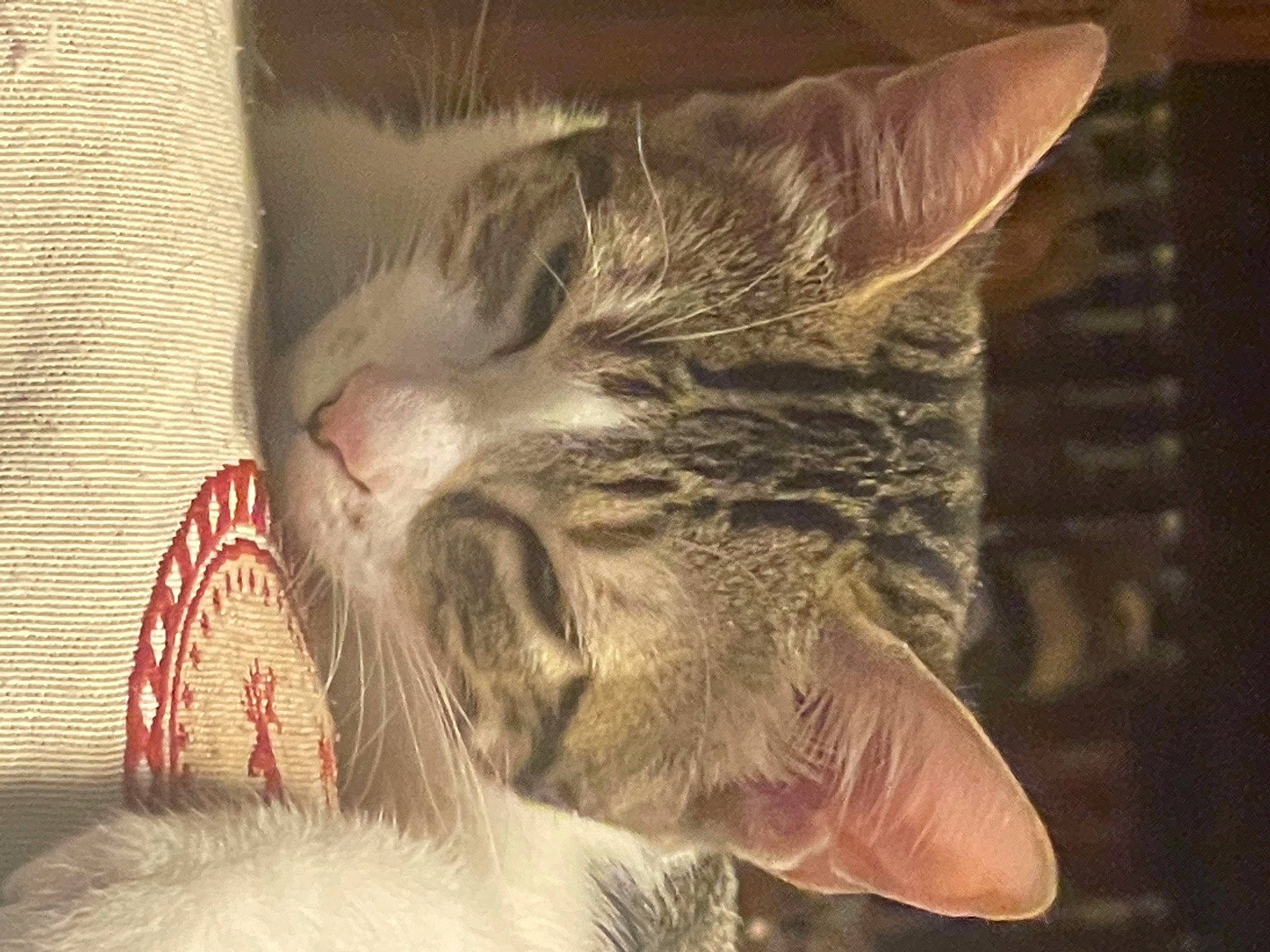 Lila participe au concours pour gagner de l'argent avec cette photo : carnivore, cat, claw, comfort, domestic_short_haired_cat, ear, fang, felidae, fur, nap, paw, sleep, small_to_medium_sized_cats, snout, tail, whiskers, window