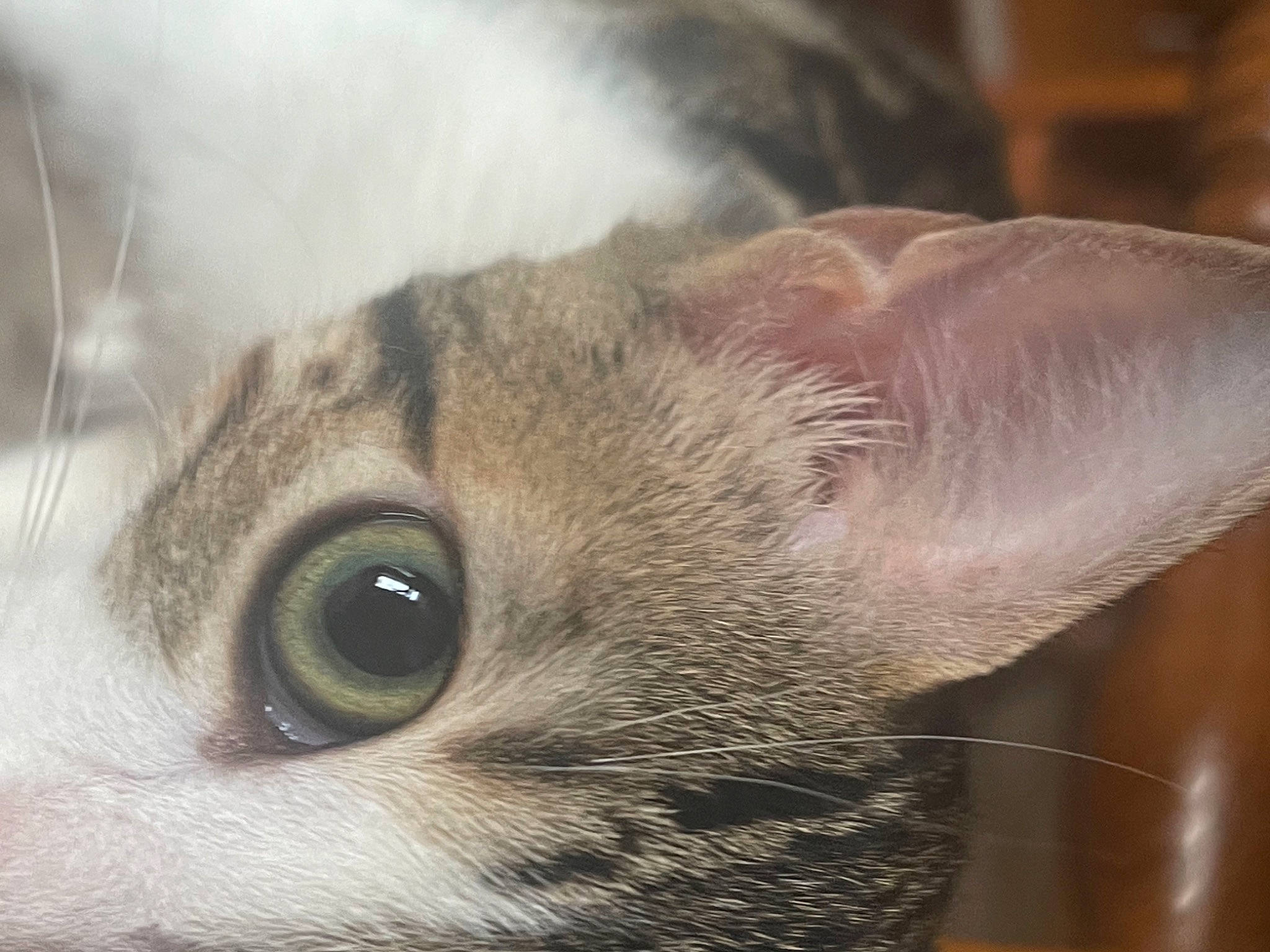 Lila participe au concours pour gagner de l'argent avec cette photo : carnivore, cat, domestic_short_haired_cat, ear, fawn, felidae, fur, head, plant, small_to_medium_sized_cats, terrestrial_animal, tonkinese, tree, whiskers, wildlife