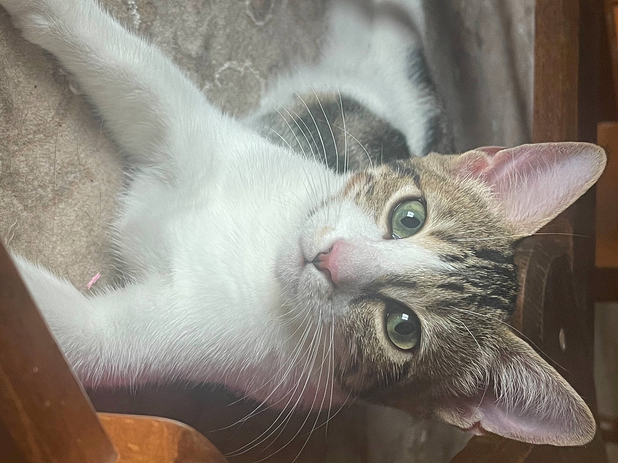 Lila participe au concours pour gagner de l'argent avec cette photo : carnivore, cat, domestic_short_haired_cat, felidae, fur, paw, small_to_medium_sized_cats, snout, whiskers, window