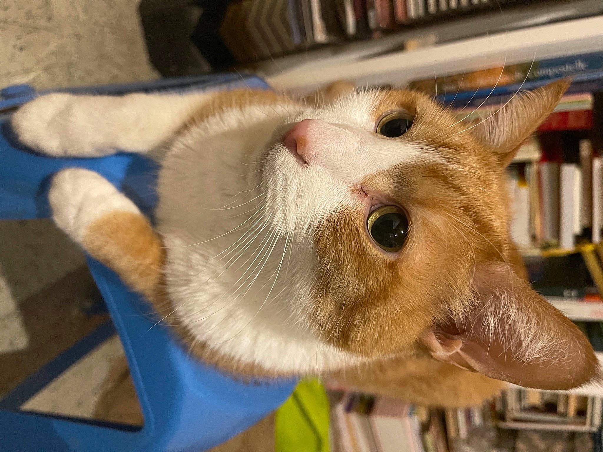 Horacio a rejoint le concours — aidez-le/la à gagner de superbes lots ! animal_shelter, bookcase, canidae, carnivore, cat, collar, dog_breed, domestic_short_haired_cat, fawn, felidae, fur, head, paw, publication, shelf, shelving, small_to_medium_sized_cats, snout, tail, whiskers