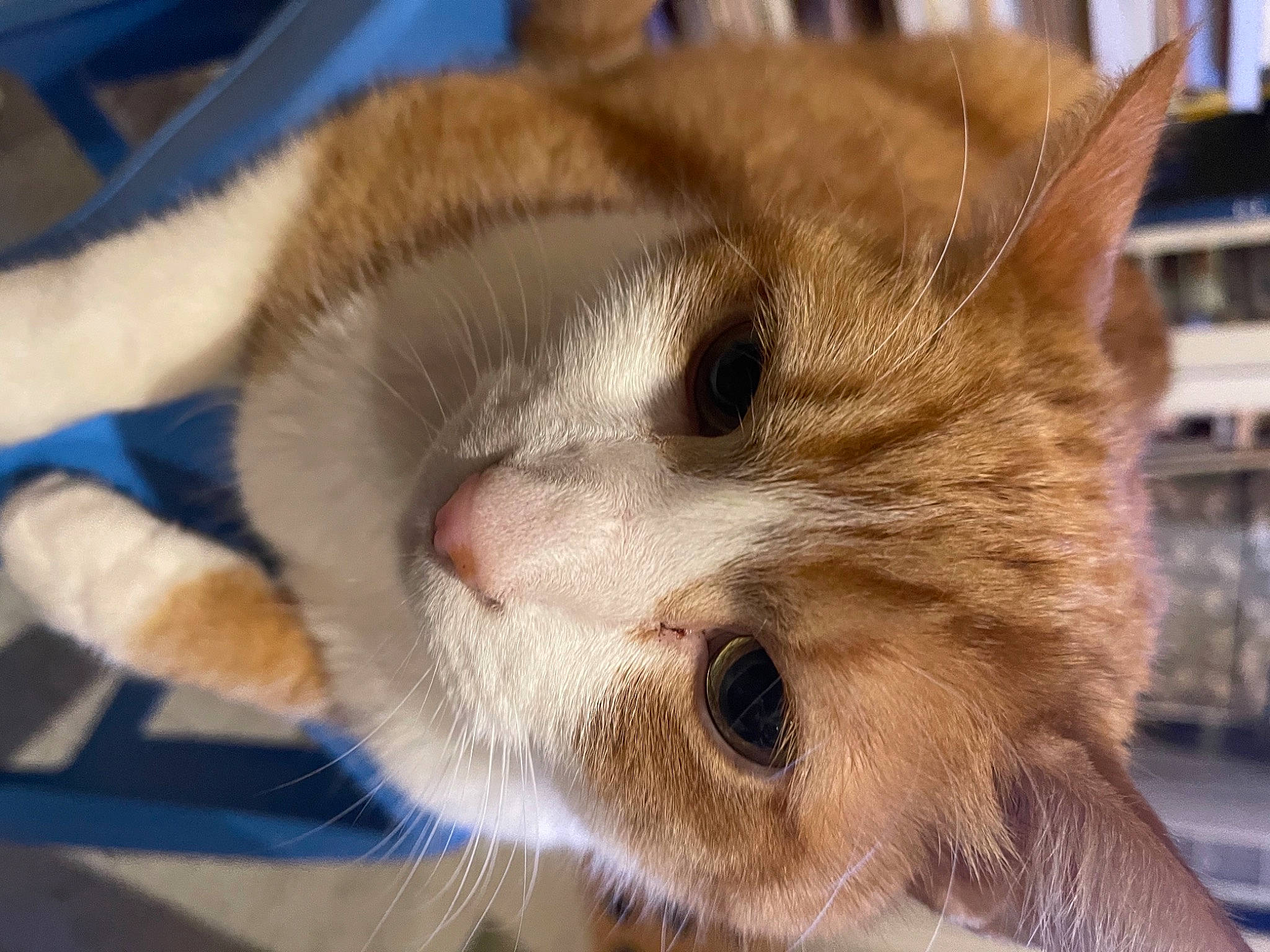 Horacio participe au concours pour gagner de l'argent avec cette photo : carnivore, cat, claw, close_up, comfort, domestic_short_haired_cat, fawn, felidae, fur, nap, paw, small_to_medium_sized_cats, snout, tail, terrestrial_animal, whiskers