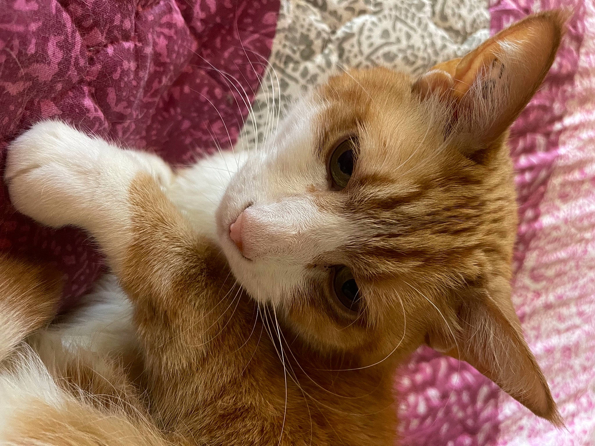 Horacio participe au concours pour gagner de l'argent avec cette photo : carnivore, cat, claw, comfort, domestic_short_haired_cat, fawn, felidae, fur, paw, small_to_medium_sized_cats, snout, tail, terrestrial_animal, whiskers