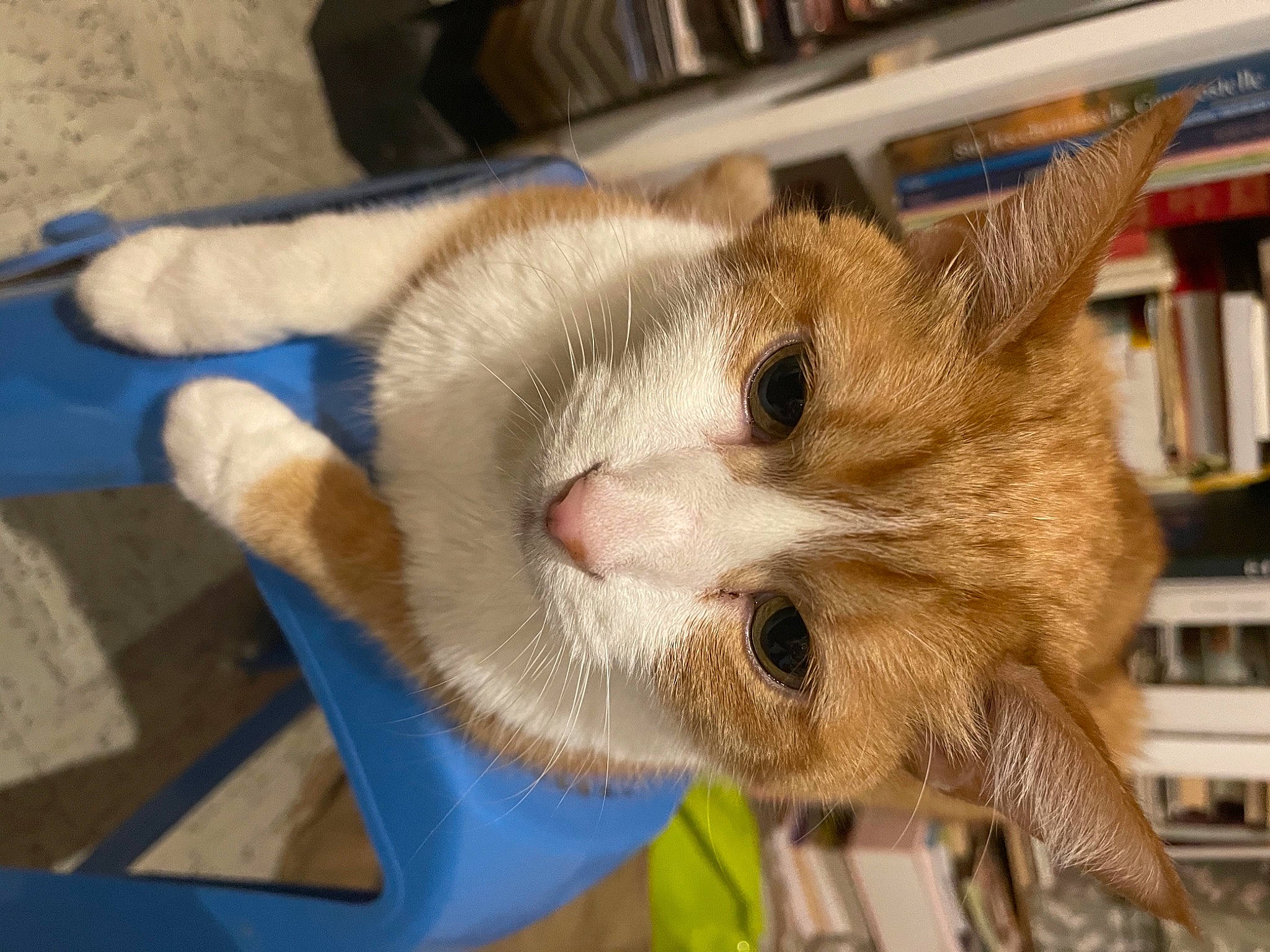 Horacio participe au concours pour gagner de l'argent avec cette photo : animal_shelter, book, bookcase, canidae, carnivore, cat, cat_supply, claw, domestic_short_haired_cat, fawn, felidae, fur, paw, publication, shelf, shelving, small_to_medium_sized_cats, snout, tail, whiskers