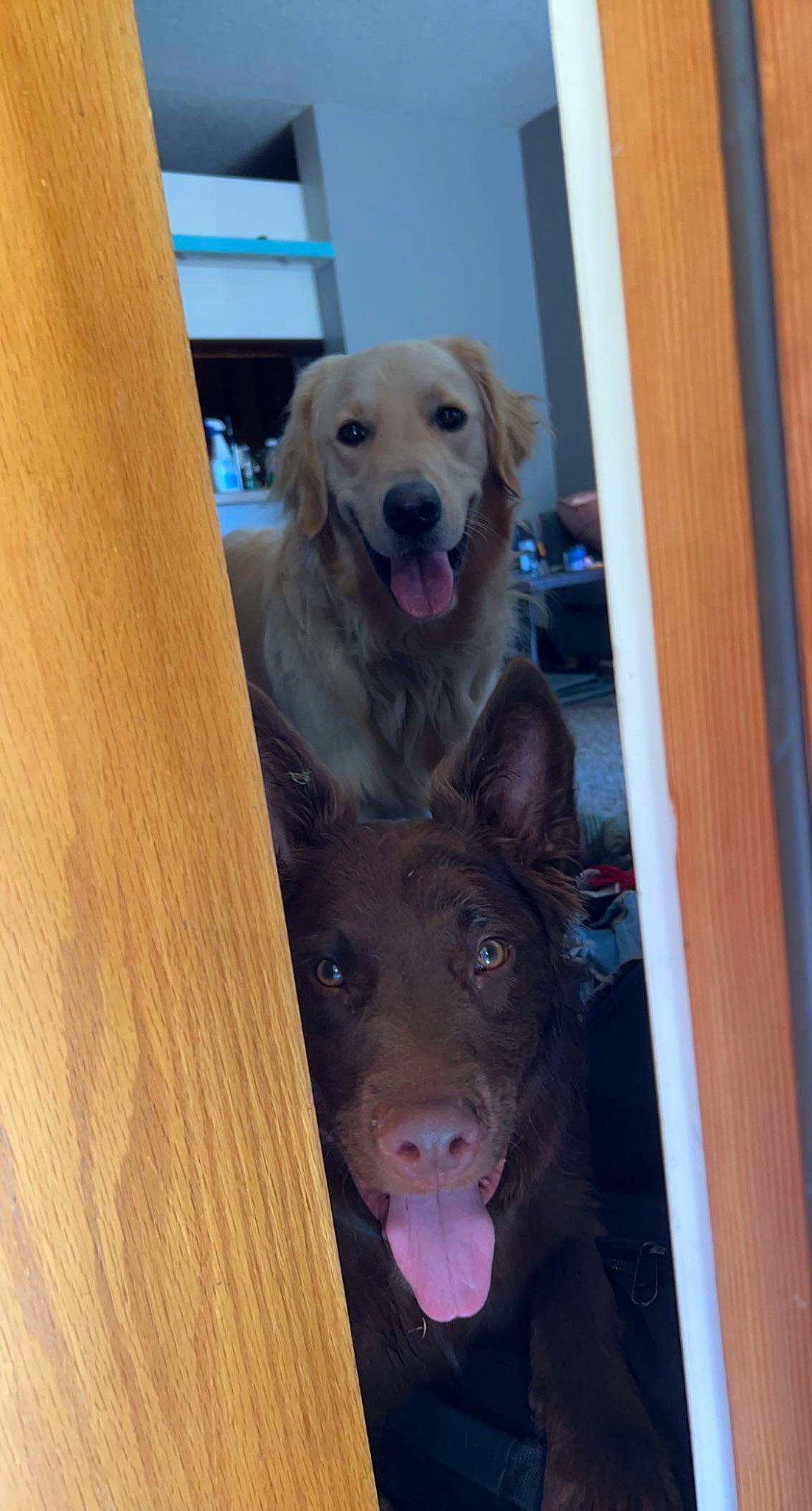 Truffle joined the competition — help win amazing prizes! canidae, carnivore, companion_dog, dog, dog_breed, dog_supply, door, fawn, flooring, fur, guard_dog, gun_dog, hardwood, plank, snout, sporting_group, varnish, wood, wood_stain, working_animal