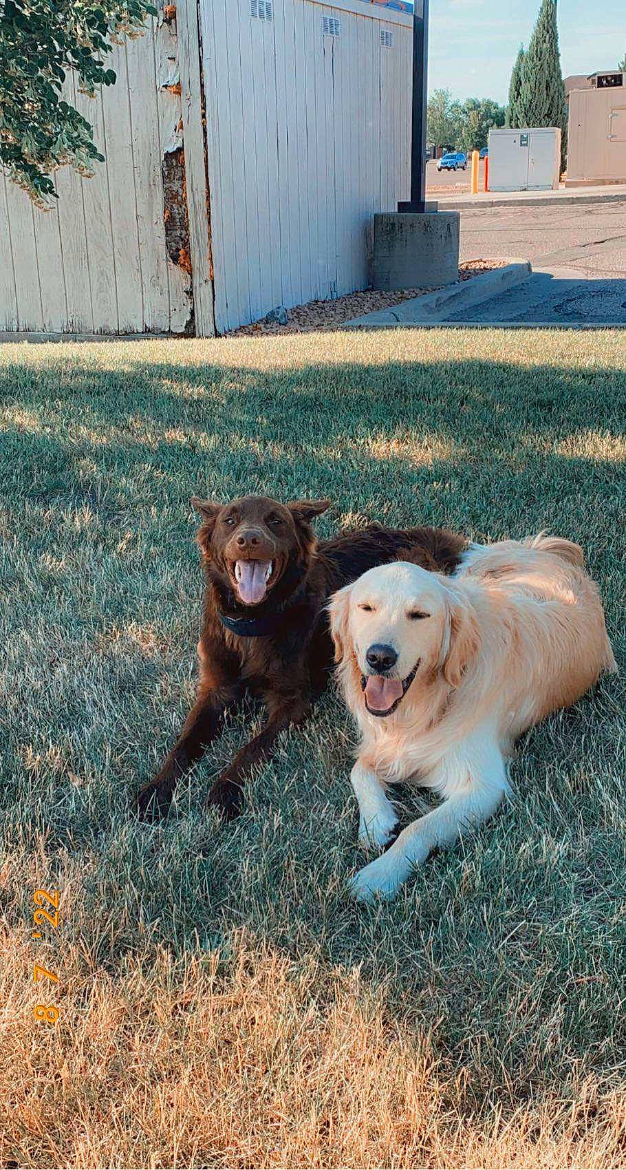 Truffle joined the competition — help win amazing prizes! canidae, carnivore, collar, companion_dog, dog, dog_breed, door, fawn, garden_hose, grass, gun_dog, home_fencing, plant, shadow, sporting_group, tail, tree, working_animal, working_dog, yard