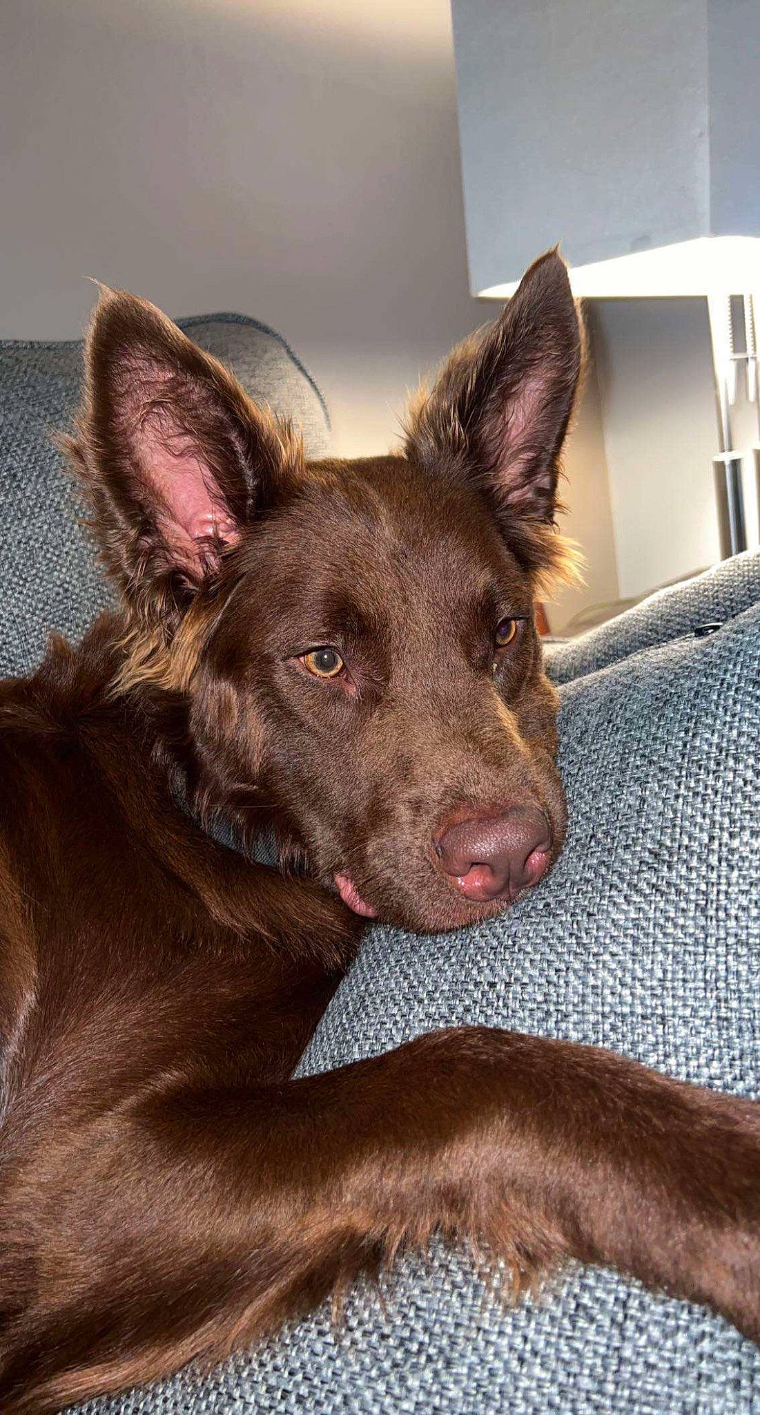 Truffle is registered to the contest to win money with this photo: canidae, carnivore, comfort, companion_dog, dog, dog_breed, ear, fawn, fur, guard_dog, herding_dog, liver, snout, sporting_group, terrestrial_animal, whiskers, working_animal, working_dog