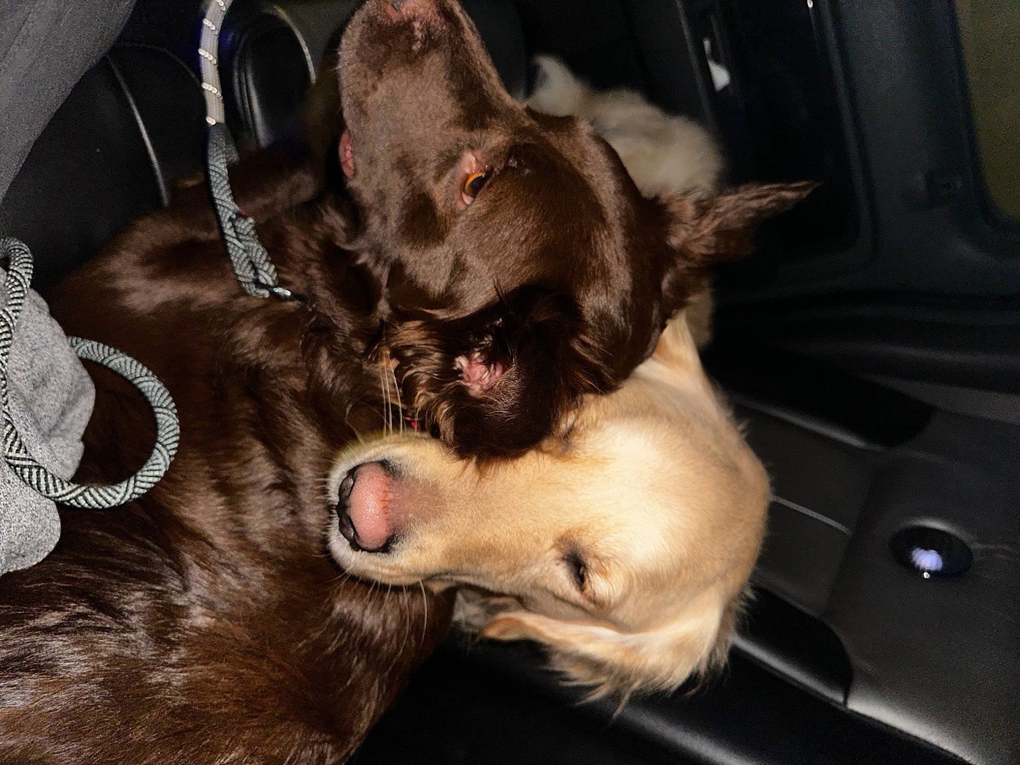 Truffle is registered to the contest to win money with this photo: canidae, car_seat, carnivore, collar, comfort, companion_dog, dog, dog_breed, ear, fawn, fur, gesture, liver, paw, snout, sporting_group, vehicle, vehicle_door, whiskers, working_animal