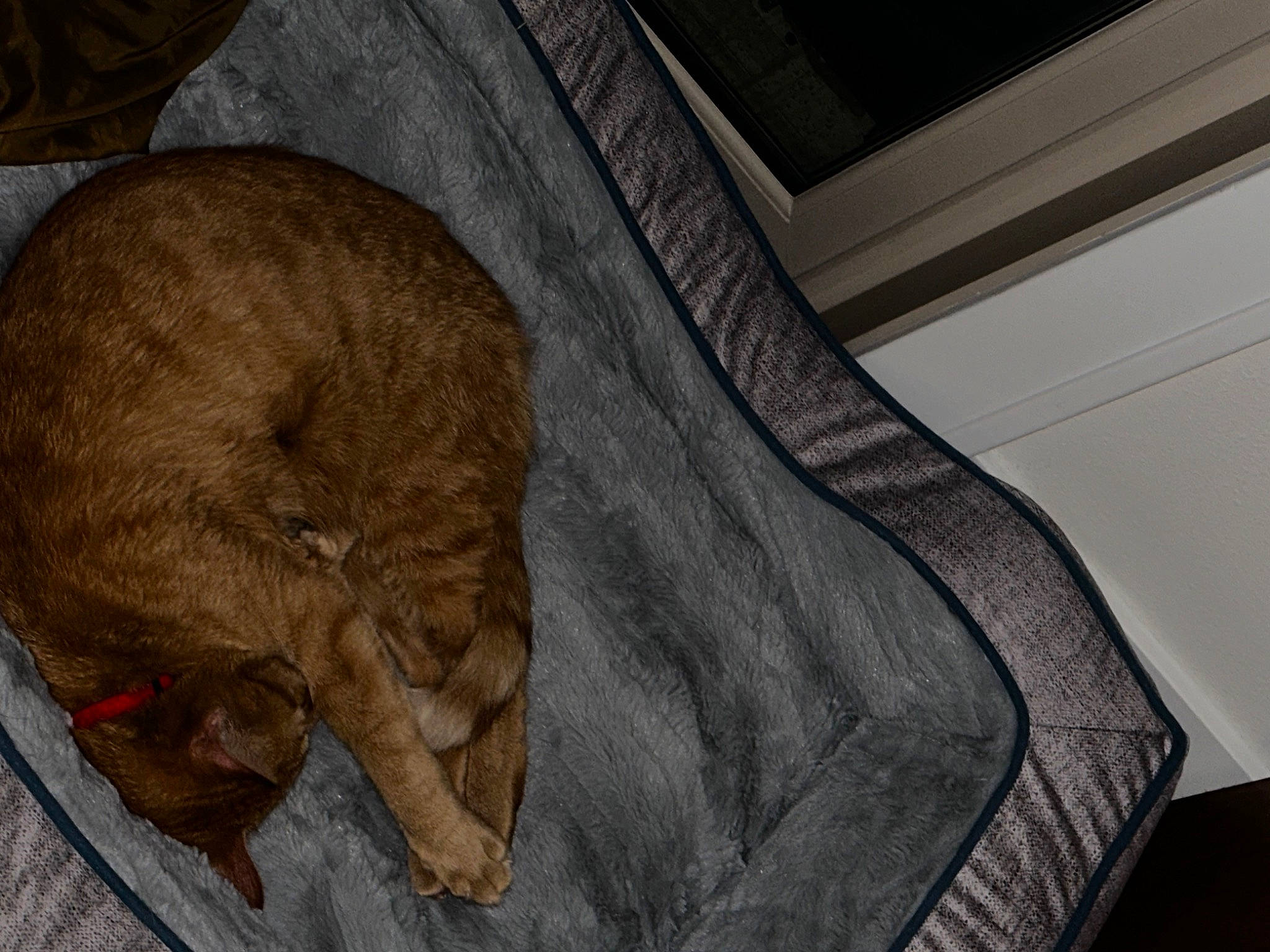 Oliver is registered to the contest to win money with this photo: brown, carnivore, cat, cat_supply, comfort, domestic_short_haired_cat, fawn, felidae, flooring, fur, grey, hardwood, linens, nap, sleep, small_to_medium_sized_cats, snout, tail, whiskers, wood