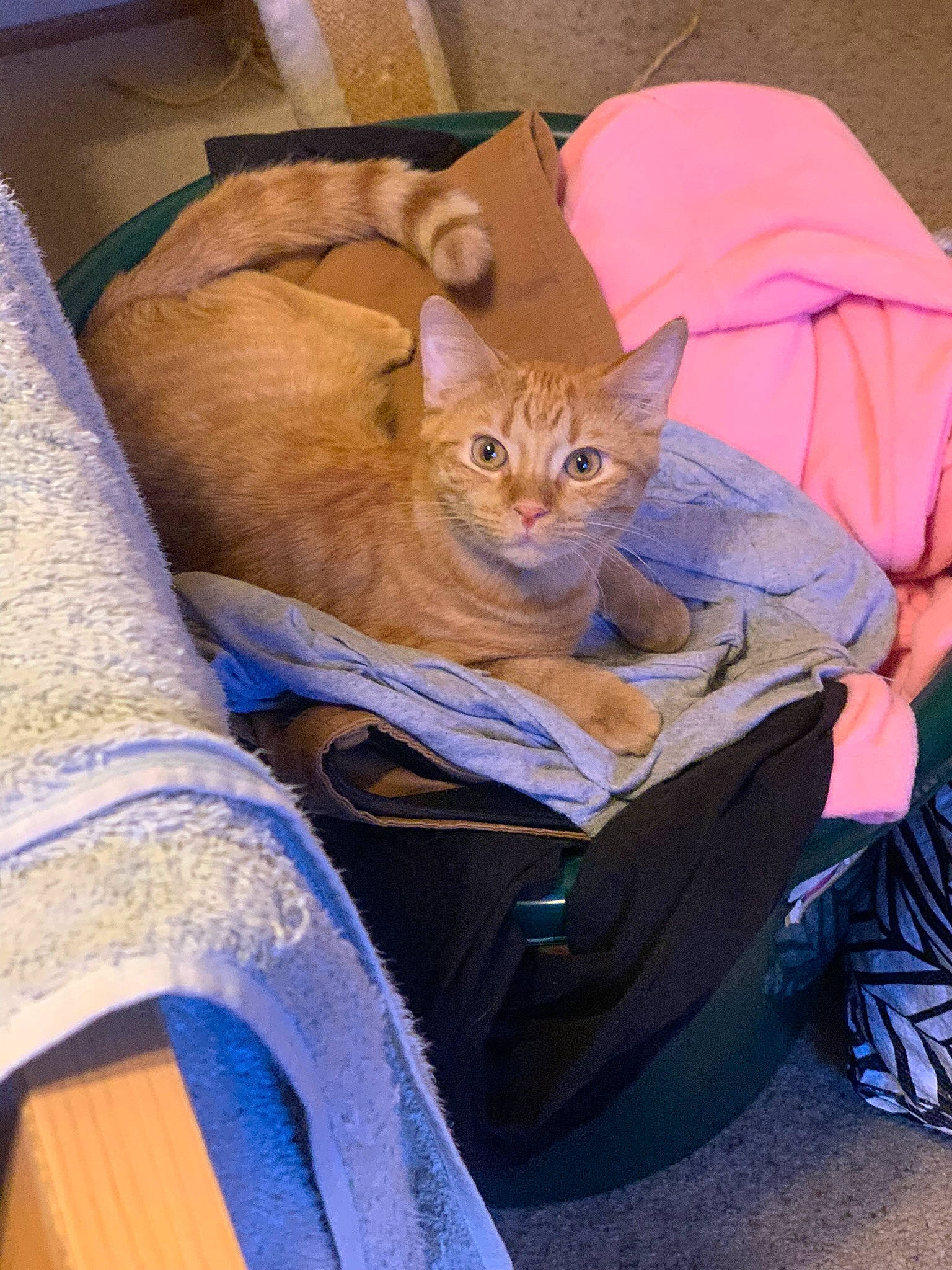 Oliver is registered to the contest to win money with this photo: bag, baggage, box, carnivore, cat, chair, comfort, domestic_short_haired_cat, electric_blue, fawn, felidae, fur, lap, linens, luggage_and_bags, paper_bag, sitting, small_to_medium_sized_cats, whiskers, wood