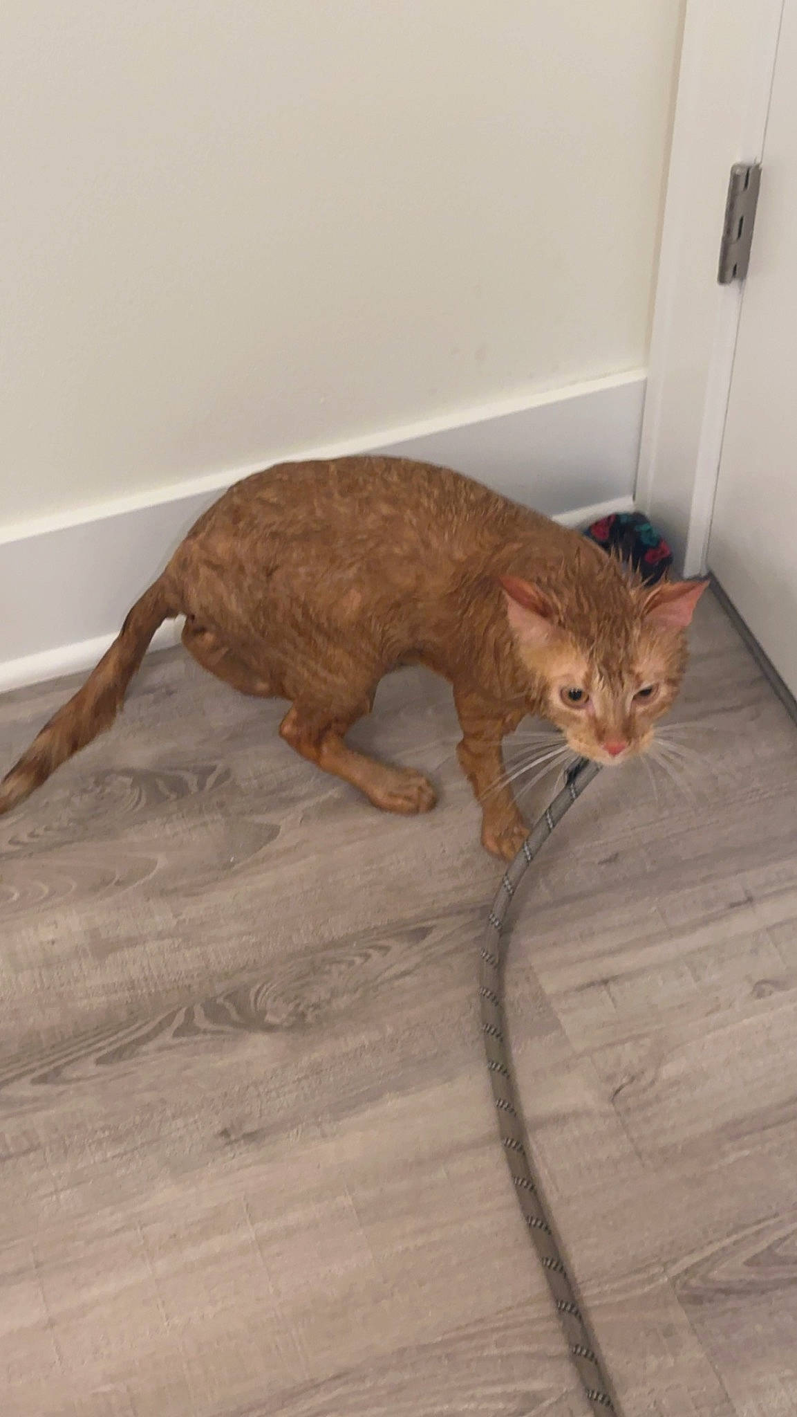 Oliver joined the competition — help win amazing prizes! brown, carnivore, cat, cat_toy, claw, domestic_short_haired_cat, door, fawn, felidae, floor, flooring, foot, fur, hardwood, small_to_medium_sized_cats, snout, tail, terrestrial_animal, whiskers, wood