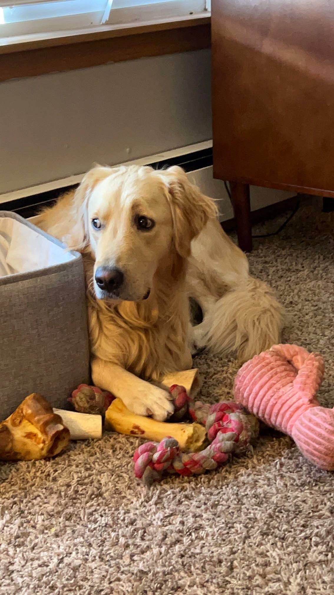 Theo is registered to the contest to win money with this photo: canidae, carnivore, chair, comfort, companion_dog, dog, dog_breed, dog_supply, dog_toy, fawn, floor, flooring, fur, gun_dog, hardwood, paw, pet_supply, retriever, sporting_group, wood