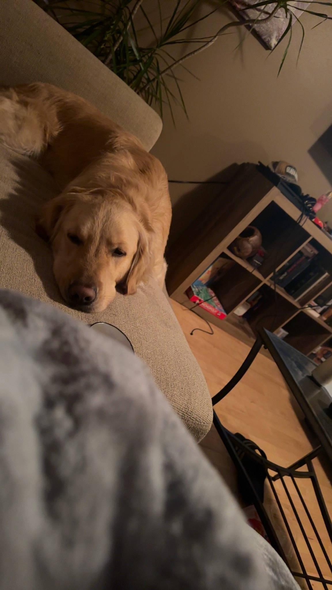 Theo is registered to the contest to win money with this photo: bookcase, canidae, carnivore, chair, comfort, companion_dog, dog, dog_breed, fawn, flooring, fur, houseplant, office_equipment, plant, retriever, sitting, snout, sporting_group, tree, wood