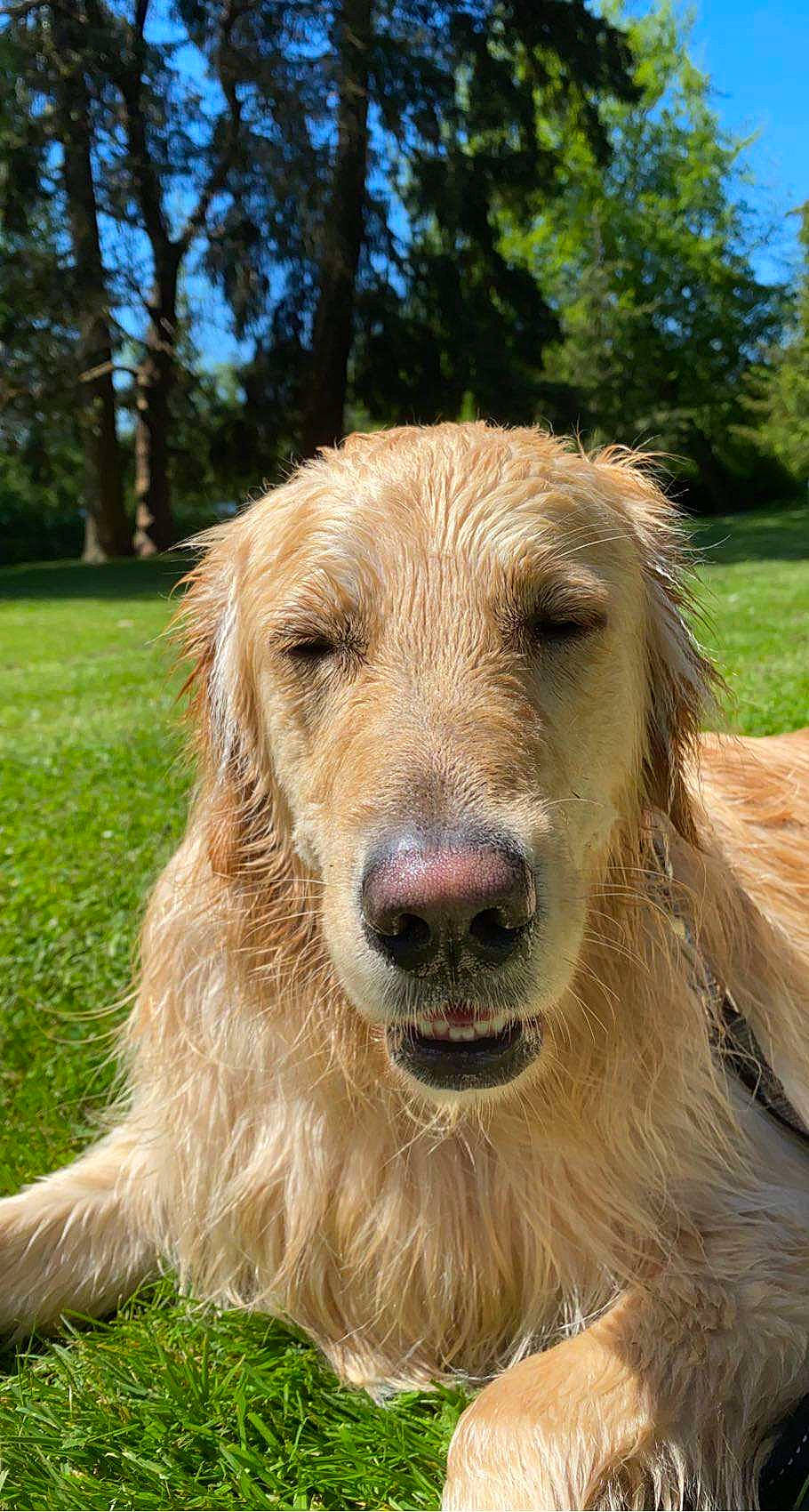 Theo is registered to the contest to win money with this photo: carnivore, companion_dog, dog, dog_breed, fawn, fur, grass, gun_dog, plant, sky, snout, sporting_group, terrestrial_animal, tree, whiskers