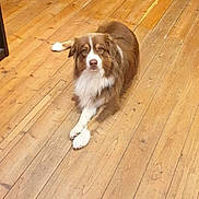Willow participe au concours pour gagner de l'argent avec cette photo : dog, brown, white, wooden_floor, indoor, furniture, box, pet, canine, relaxed, laying_down, flooring, domestic, animal, looking_at_camera, calm, home, cozy, fur, medium_size